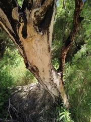 Melaleuca rhaphiophylla
