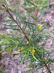 Persoonia nutans