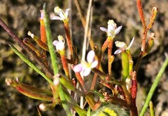 Stylidium despectum