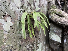 Pleopeltis macrocarpa