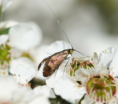 Nemophora