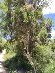 Melaleuca rhaphiophylla
