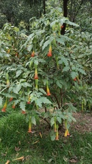 Brugmansia sanguinea