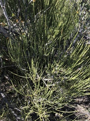 Ephedra trifurca