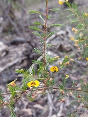 Dillwynia tenuifolia
