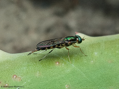 Sarginae