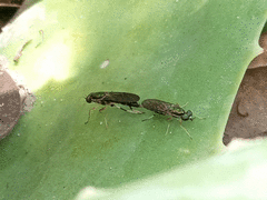 Sarginae