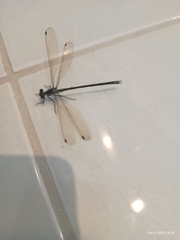 Austroargiolestes icteromelas