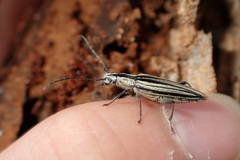 Navomorpha sulcata