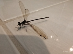 Austroargiolestes icteromelas