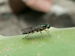 Sarginae