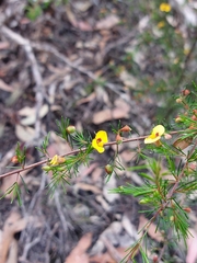 Dillwynia tenuifolia
