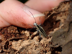 Navomorpha sulcata