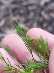 Dillwynia tenuifolia
