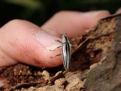 Navomorpha sulcata
