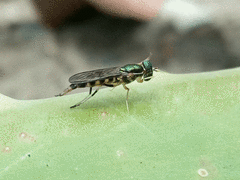 Sarginae