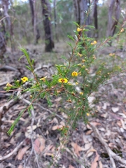 Dillwynia tenuifolia