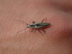 Navomorpha sulcata