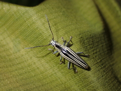 Navomorpha sulcata