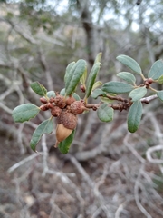 Quercus × acutidens