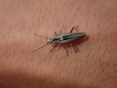 Navomorpha sulcata