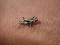 Navomorpha sulcata