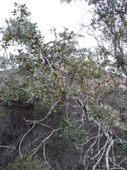 Quercus × acutidens