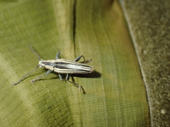 Navomorpha sulcata