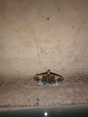 Pyralis pictalis