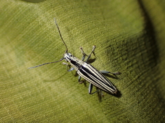 Navomorpha sulcata