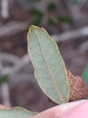 Quercus × acutidens