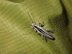 Navomorpha sulcata