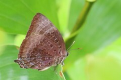 Arhopala madytus