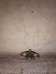 Pyralis pictalis