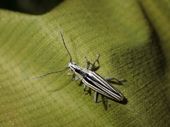 Navomorpha sulcata