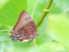 Arhopala madytus