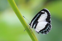 Psychonotis caelius