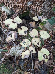 Vancouveria hexandra