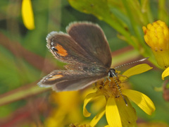 Eicochrysops messapus