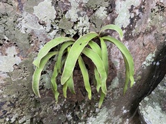 Pleopeltis macrocarpa