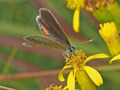 Eicochrysops messapus