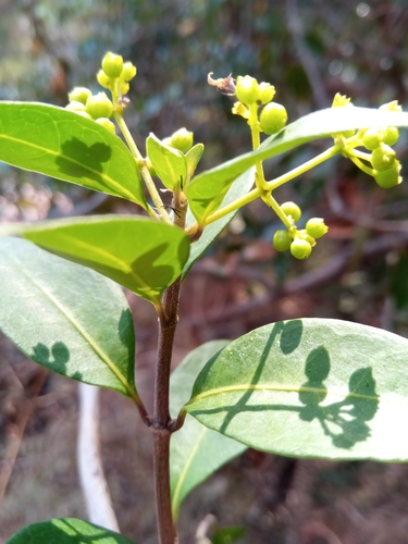 Danais microcarpa image