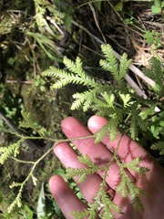 Lycopodium volubile