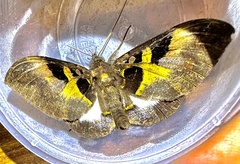 Ischyja