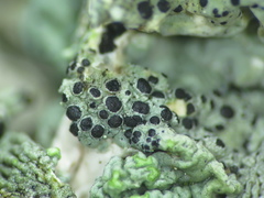 Nesolechia oxyspora oxyspora