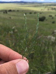Chaetopappa ericoides
