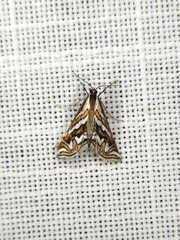 Anydraula glycerialis