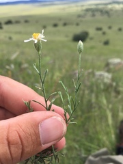 Chaetopappa ericoides