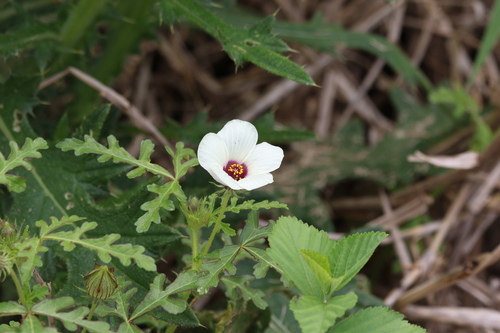 Image of Hibiscus tridactylites by (c) Greg Tasney, some rights reserved (CC BY-SA)
