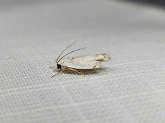 Plectophila discalis